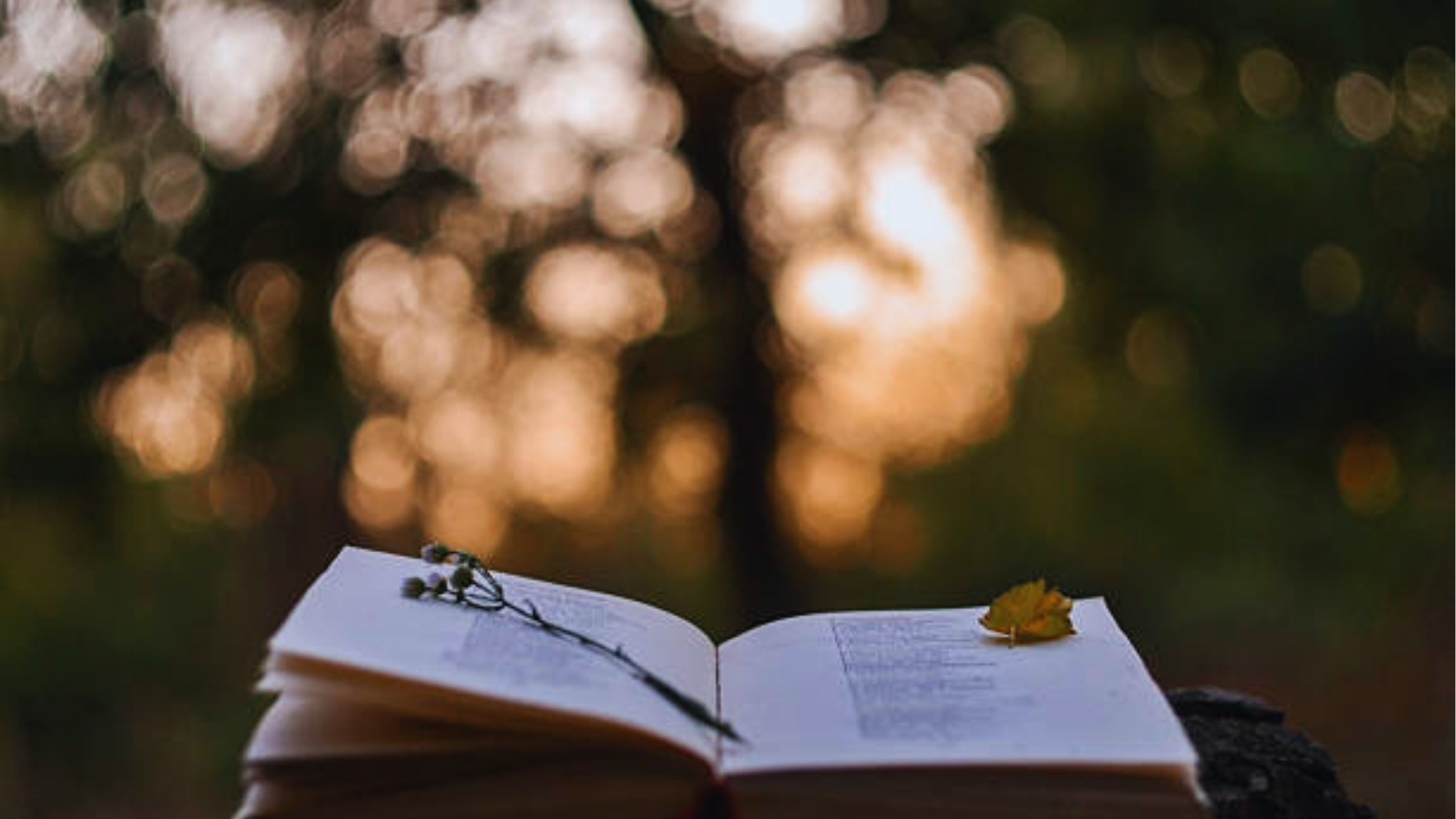 Open book on wooden surface with dried flowers and yellow leaf, blurred golden sunset bokeh through trees.