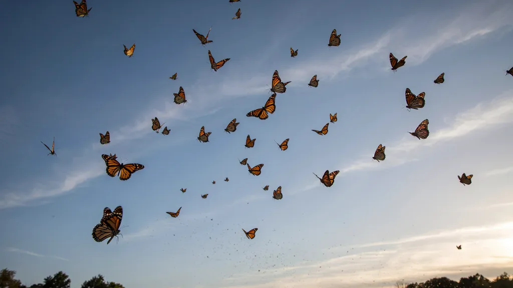 Butterflies in the sky.