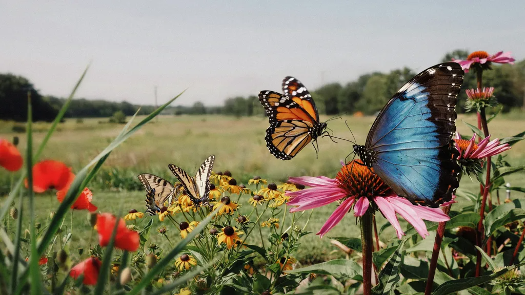butterflies of various colours in a garden.