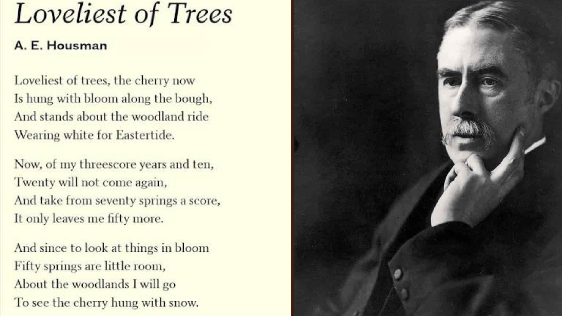 "Loveliest of Trees, the Cherry Now by A. E. Housman"