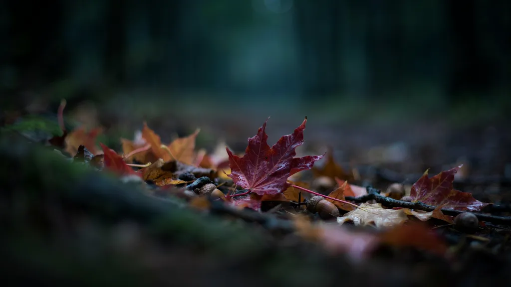 Close-up photograph of dried and fresh fall leaves on the ground against a blurred dark background.
