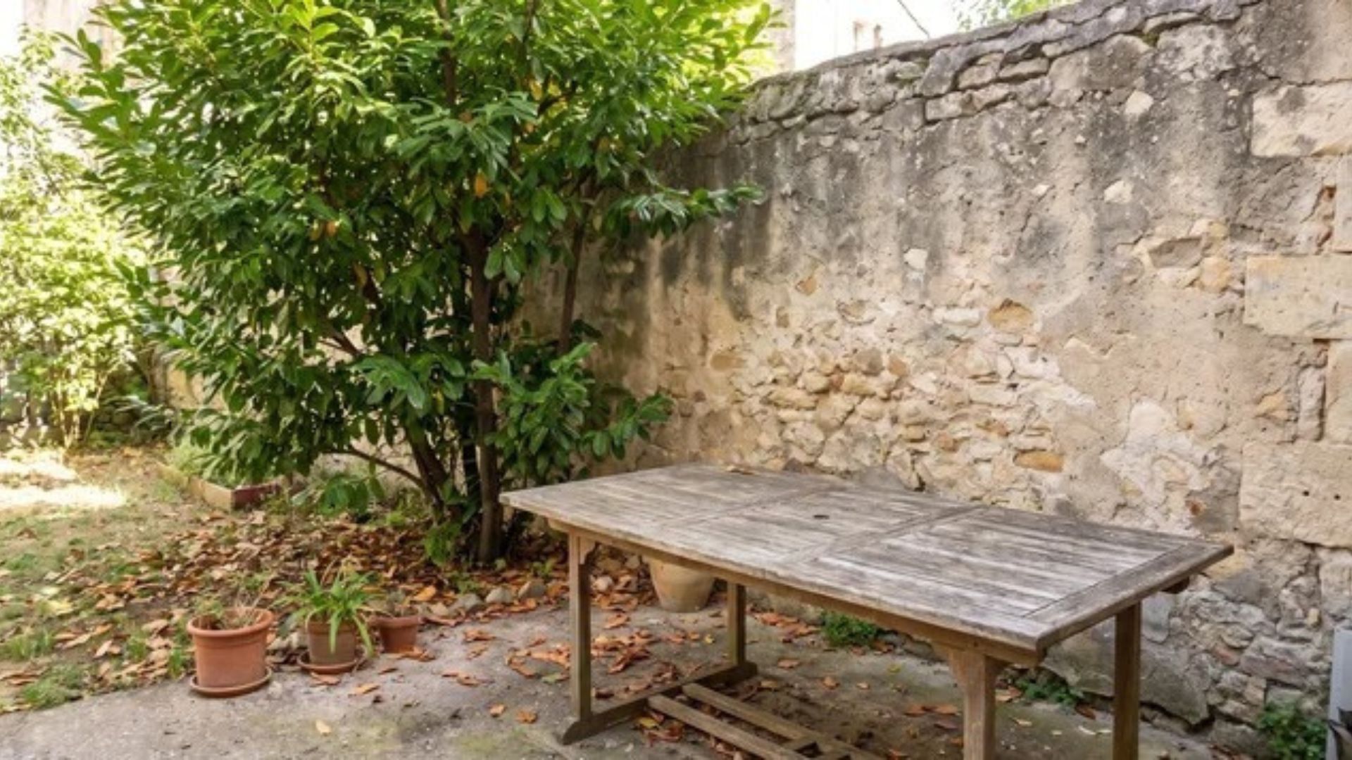 Green tree beside a table and wall in a quiet setting