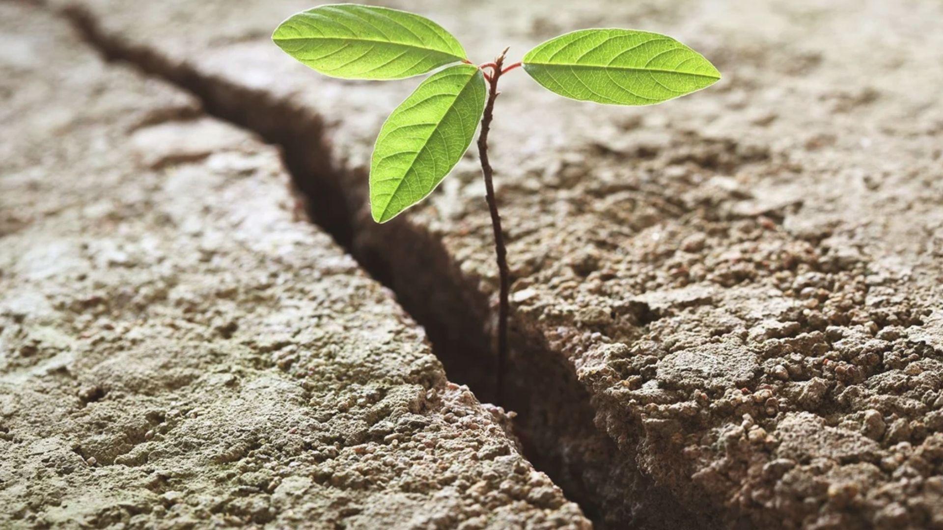 Small green seedling sprouting through a crack in dry concrete ground