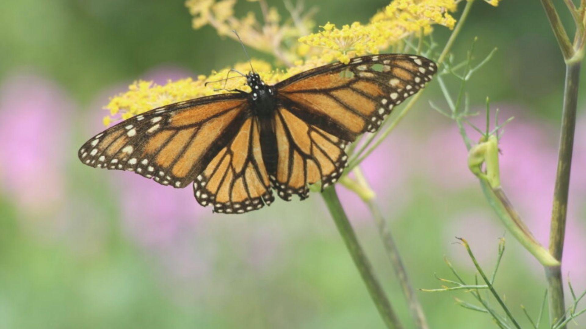 Monarch butterfly with open wings resting on yellow wildflowers
