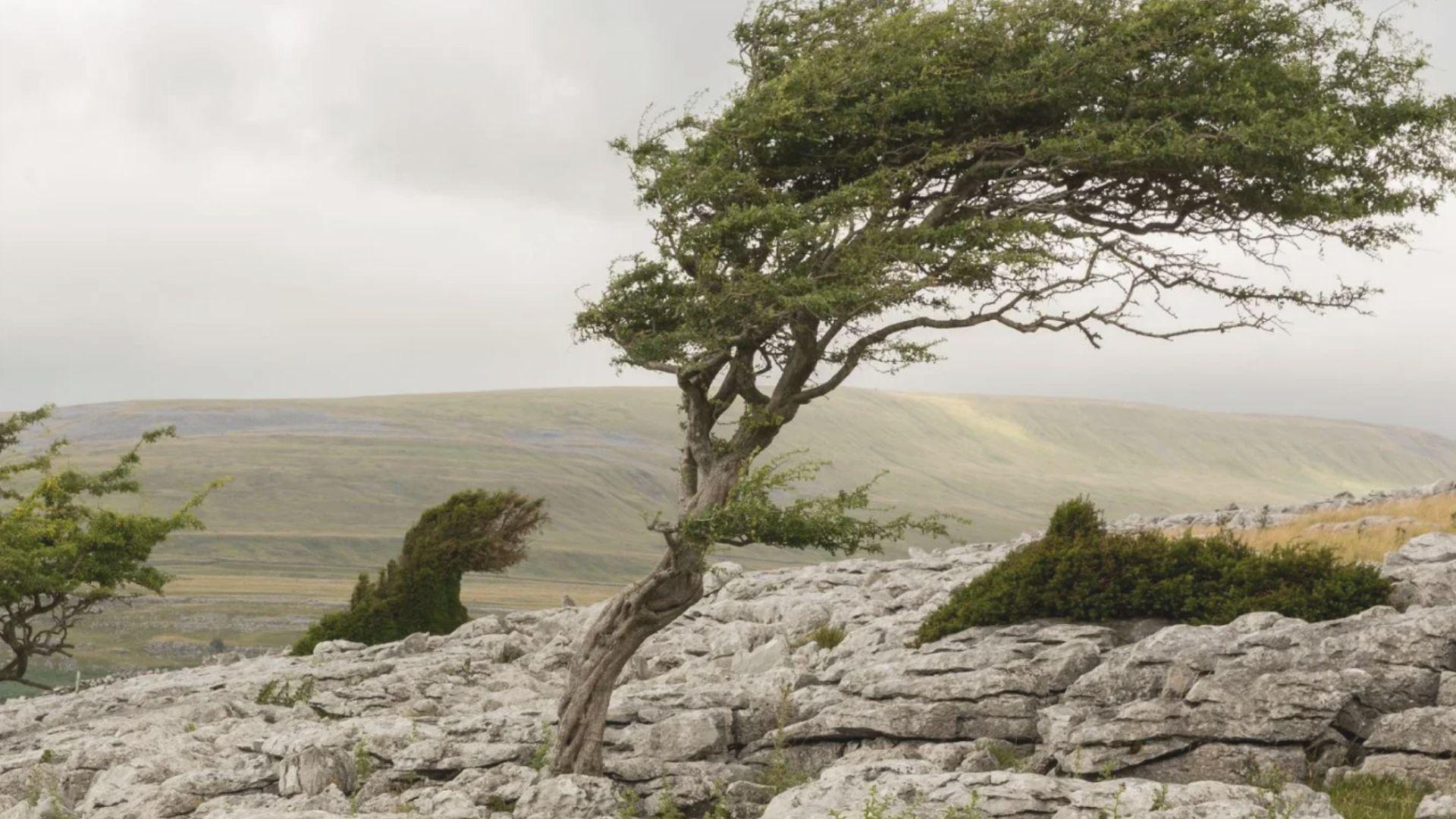 Lone tree bent by wind standing firm on rocky limestone landscape