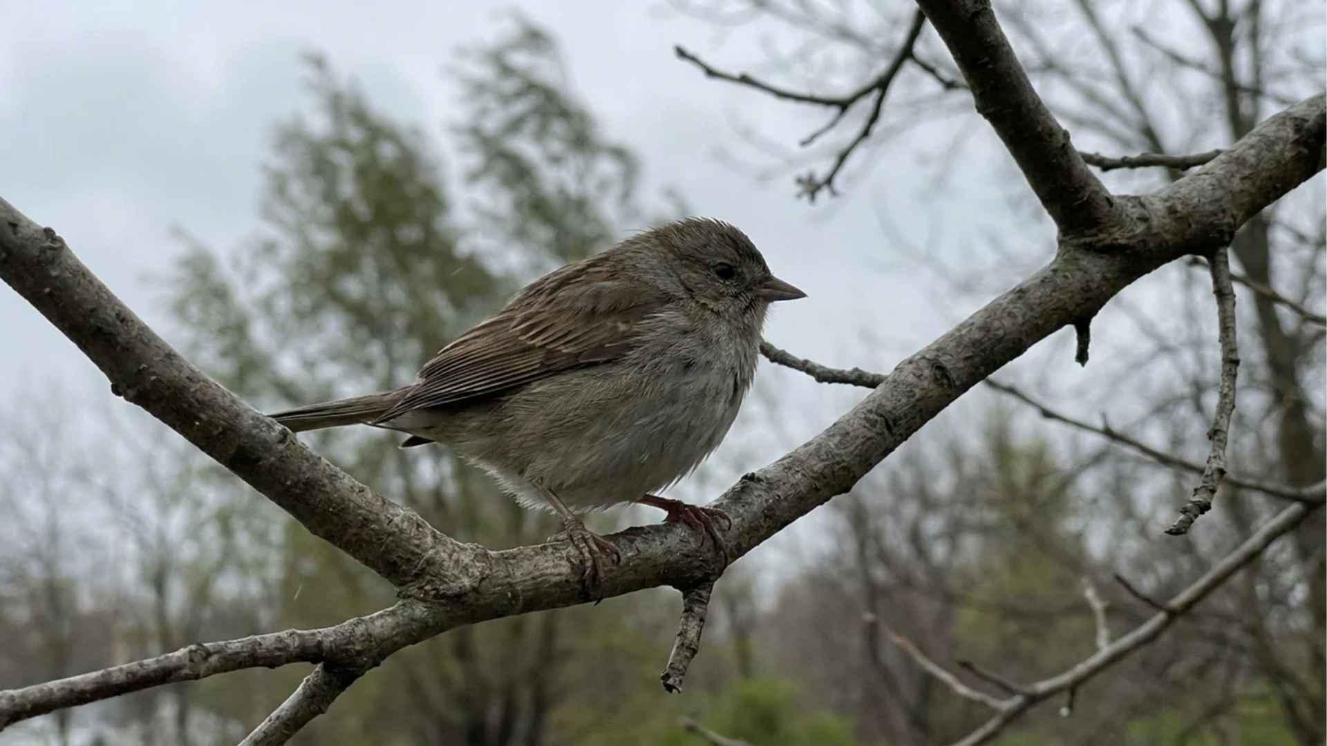 Songbird perched on a branch during cloudy weather.