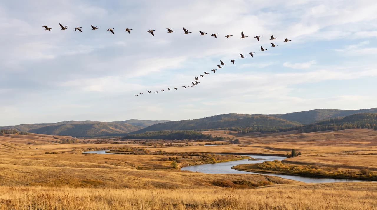 Wild geese flying together across an open landscape
