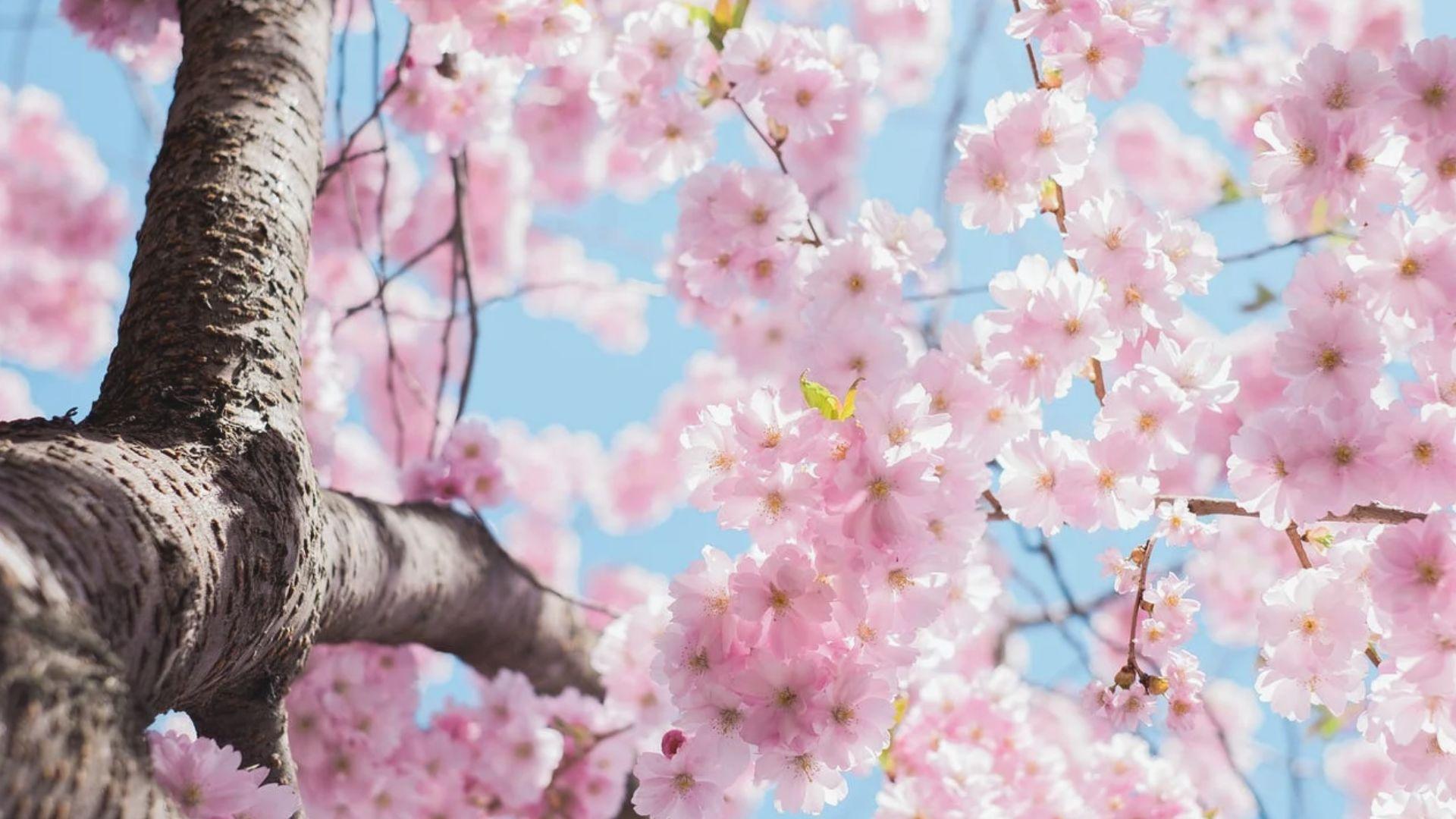 Close-up of cherry blossom tree trunk looking up through clusters of pink flowers against blue sky