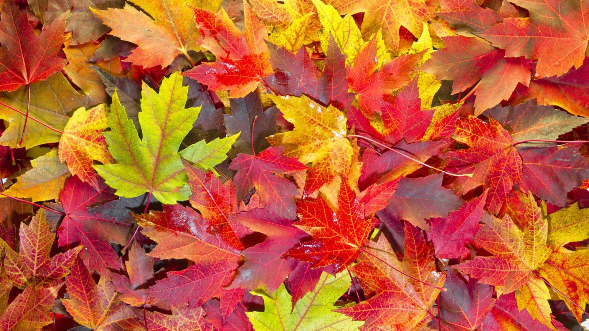 Close-up top view of colourful wet autumn maple leaves in red, orange, yellow and green overlapping densely File name: colorful-autumn-maple-leaves-in-red-yellow-green-closeup