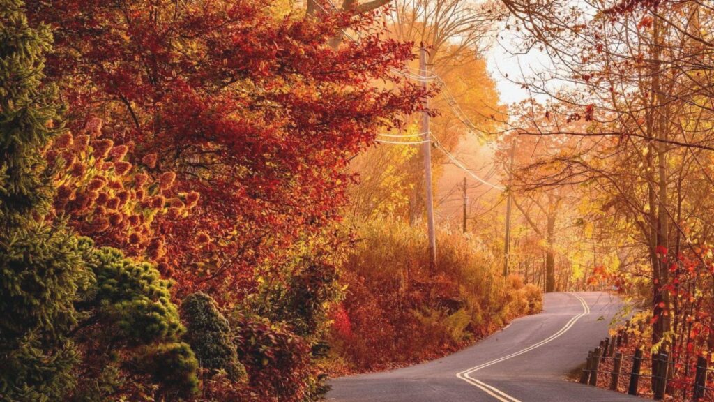 A winding road lined with vibrant red and orange autumn trees File Name: winding-road-surrounded-by-vibrant-autumn-fall-foliage