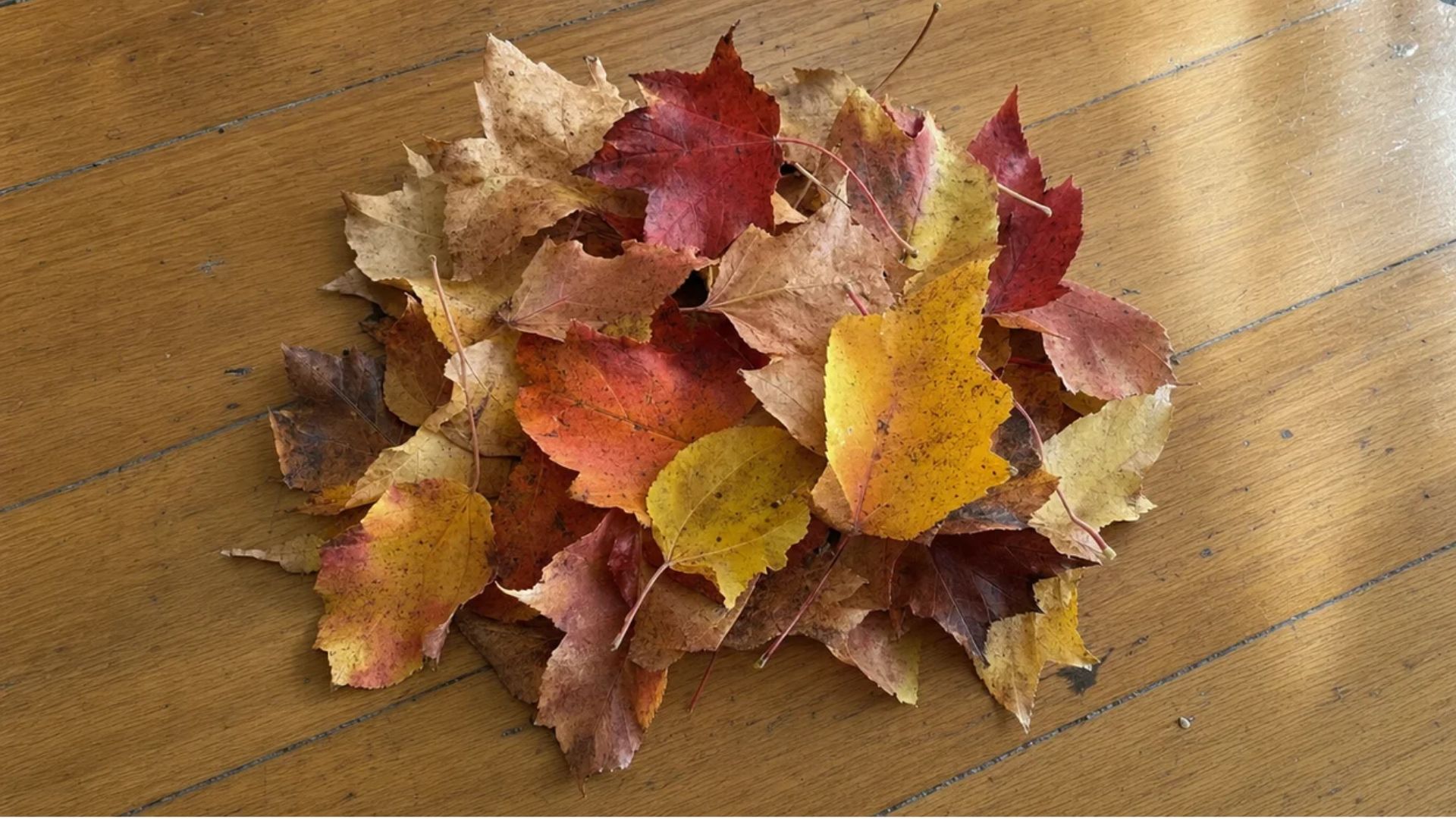 Small pile of dry faded autumn leaves in yellow, orange and red scattered on light wooden floor File name: pile-of-dry-autumn-leaves-on-wooden-floor