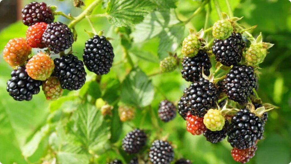 Ripe blackberries on a bramble branch. File Name-ripe-blackberries-on-bramble