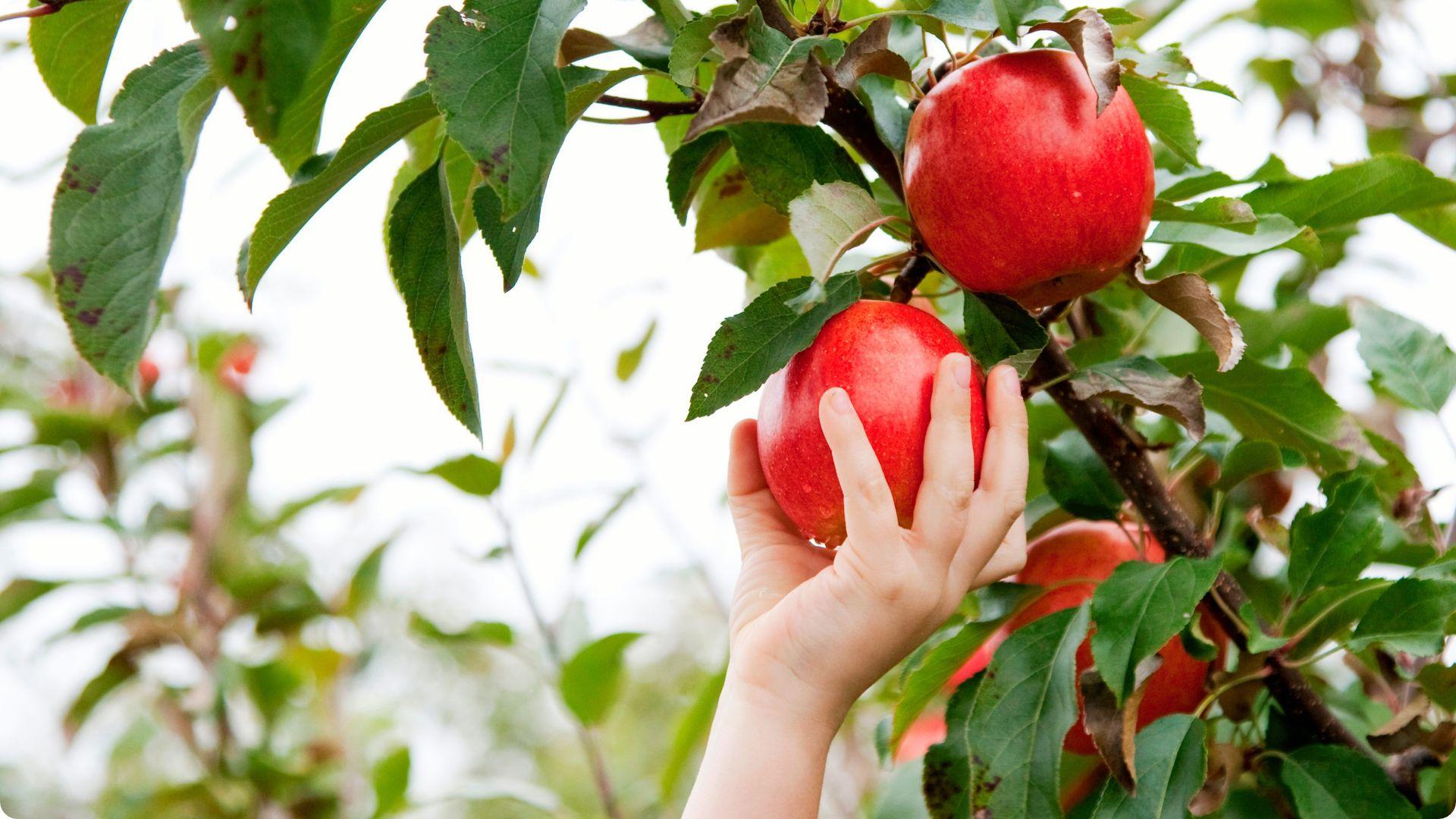 Child's hand picking ripe red apple from tree branch. File Name:after-apple-picking