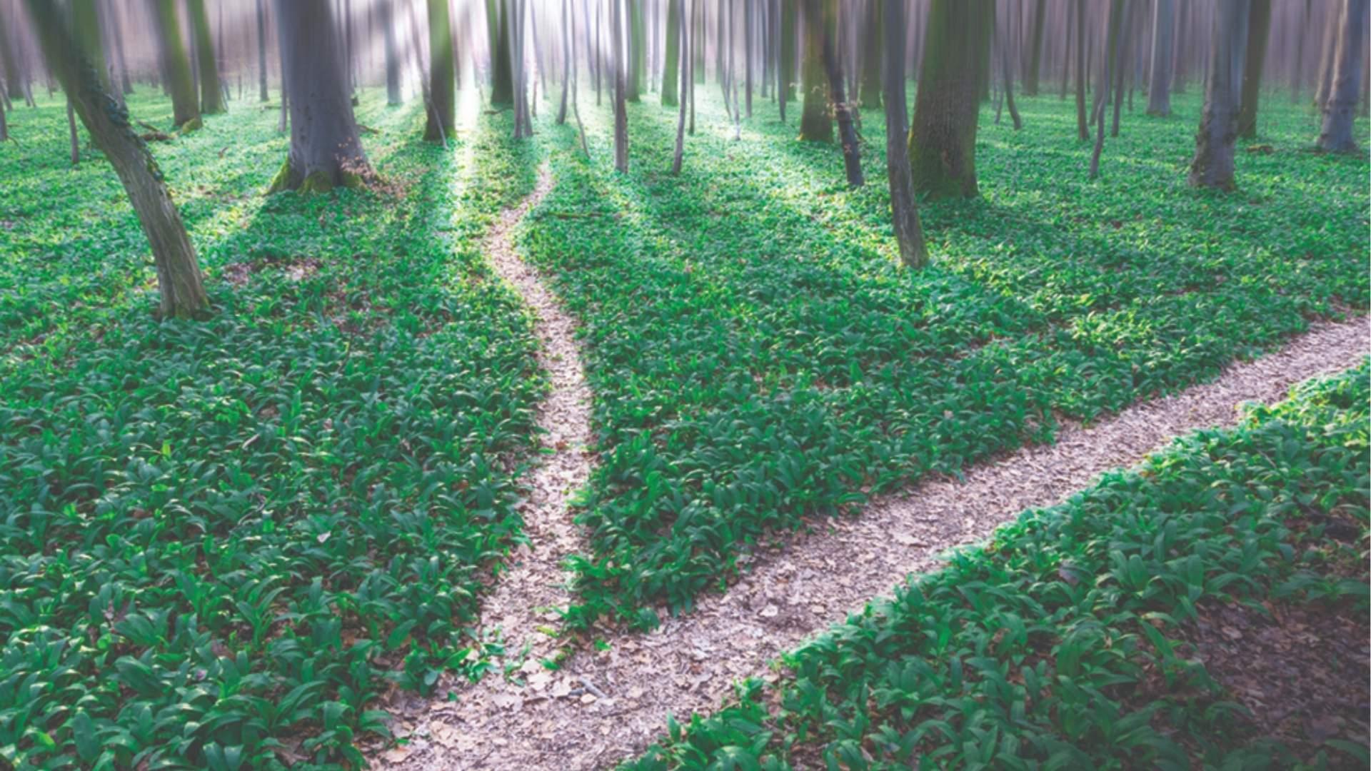 A forest path splits into two trails surrounded by lush green vegetation and trees.