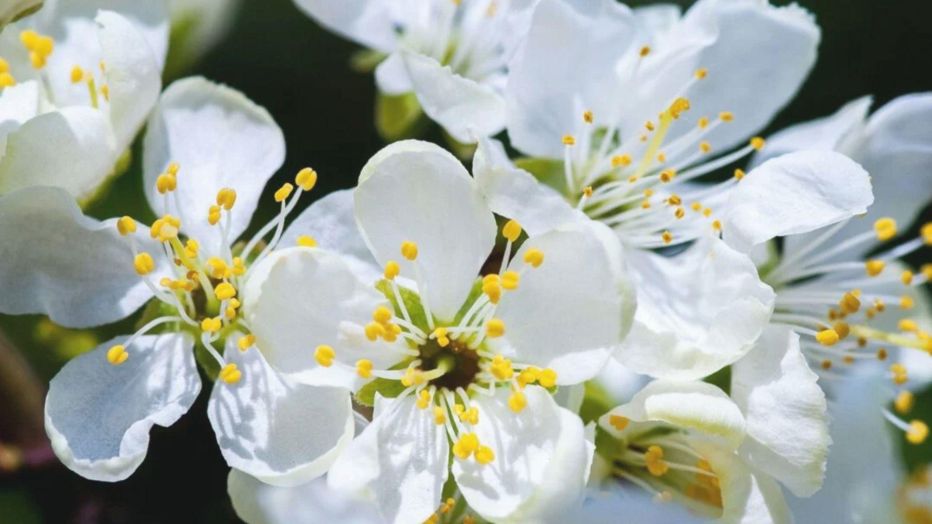 Close-up of white spring blossoms with yellow stamens on dark background